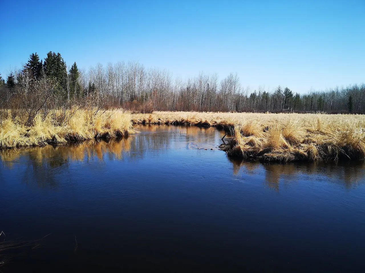 River bend with golden grass in spring, 2019