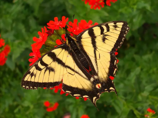 Tiger swallowtail butterfly on red flowers